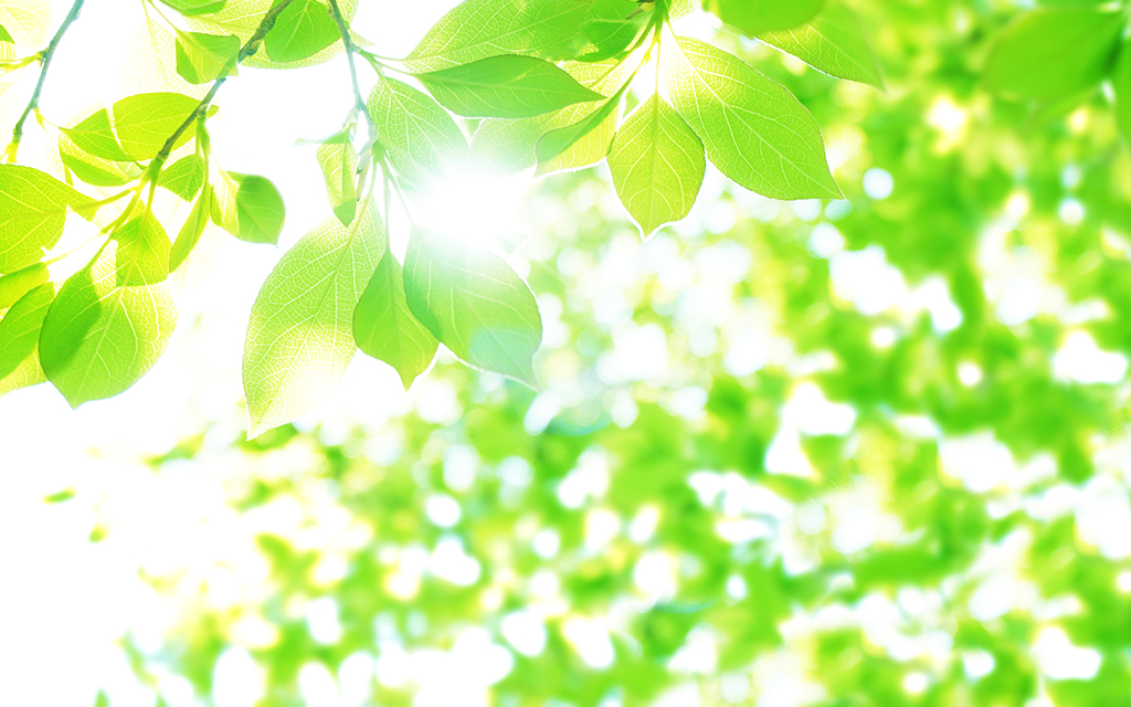 CSR活動を象徴する新緑の葉とやさしい日差しの写真
