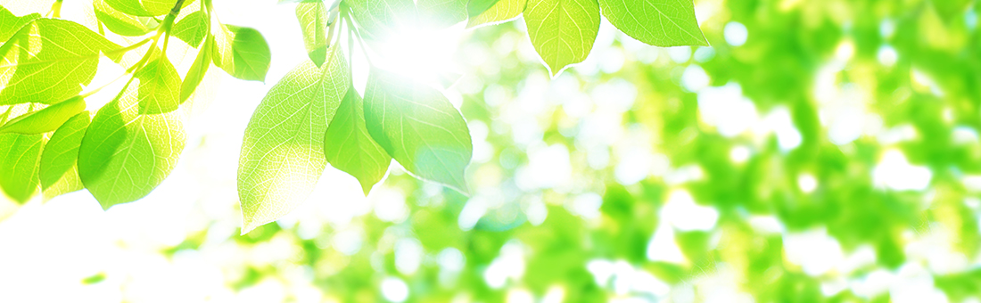 CSR活動を象徴する新緑の葉とやさしい日差しの写真