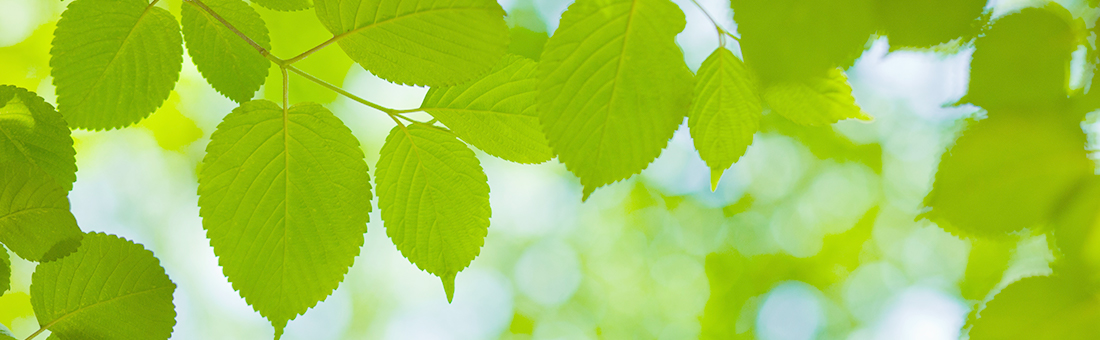 環境への取り組み等をイメージした新緑の写真